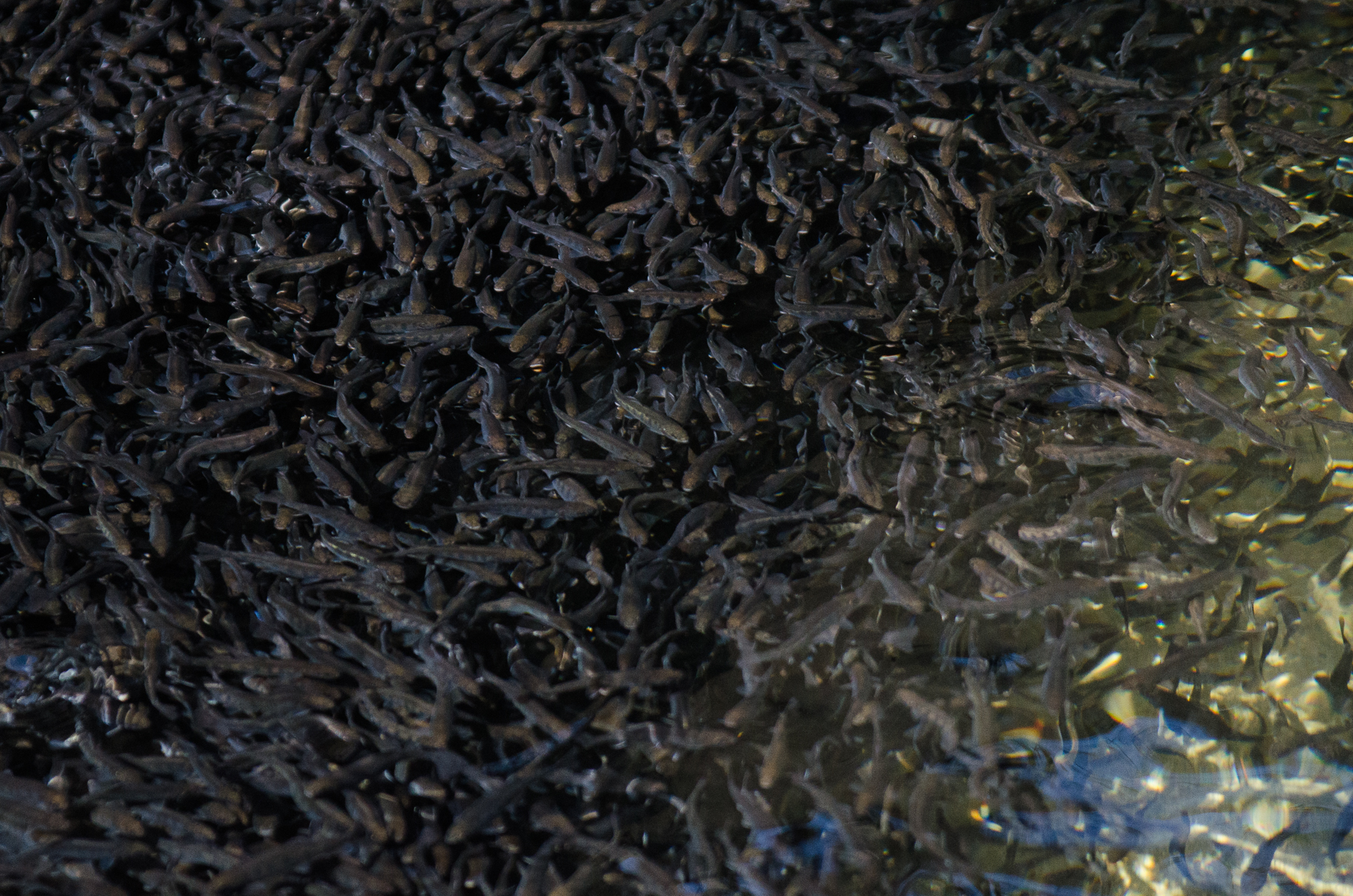 Ribogojnica Vodomec - postrvi